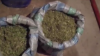 Doi saci plini cu marijuana, găsiţi în garajul unui bărbat din Drochia. Vezi cum a fost identificat suspectul (VIDEO)