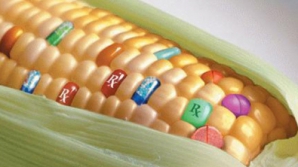 Revista presei internaţionale: UE a dat undă verde pentru cultivarea porumbului modificat genetic  