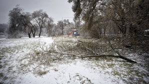 Locuitorii capitalei, nemulţumiţi de crengile neevacuate din curţile blocurilor. "Pericolul peristă mereu"