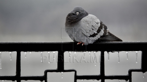 Termometrele arată ger de minus 20 de grade! Cum se descurcă animalele şi păsările de la Grădina Zoologică (VIDEO)