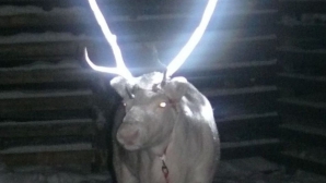 Renii din Finlanda vor avea coarne luminiscente