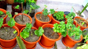 Specialiştii din Germania au descoperit planta care ar putea salva lumea de SIDA