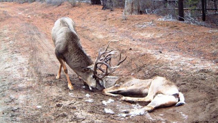 Nouă căpriori au TURBAT în pădurea de la Căpriana. Silvicultorii au declarat două luni de carantină în zonă