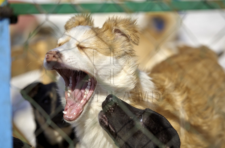 Nevinovaţi, dar bătuţi de soartă. Tot mai mulţi câini mor din cauza frigului şi a bolilor GALERIE FOTO