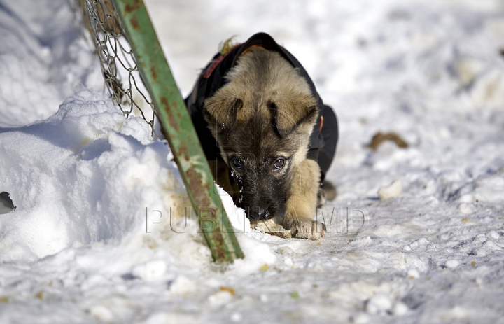 Nevinovaţi, dar bătuţi de soartă. Tot mai mulţi câini mor din cauza frigului şi a bolilor GALERIE FOTO