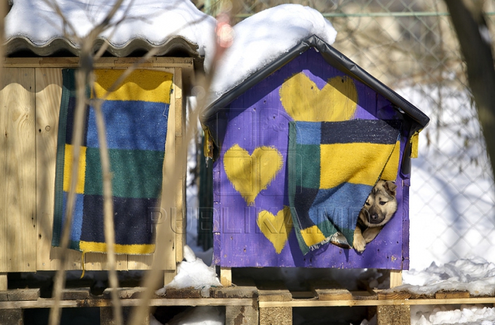 Nevinovaţi, dar bătuţi de soartă. Tot mai mulţi câini mor din cauza frigului şi a bolilor GALERIE FOTO