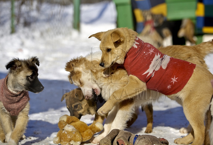 Nevinovaţi, dar bătuţi de soartă. Tot mai mulţi câini mor din cauza frigului şi a bolilor GALERIE FOTO