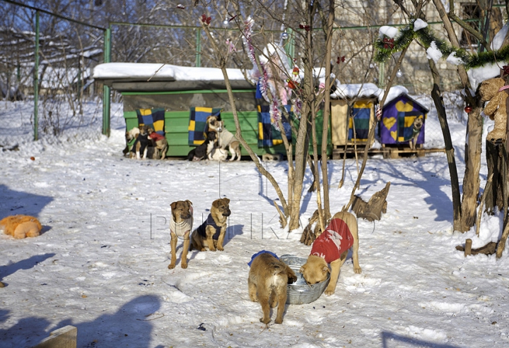 Nevinovaţi, dar bătuţi de soartă. Tot mai mulţi câini mor din cauza frigului şi a bolilor GALERIE FOTO
