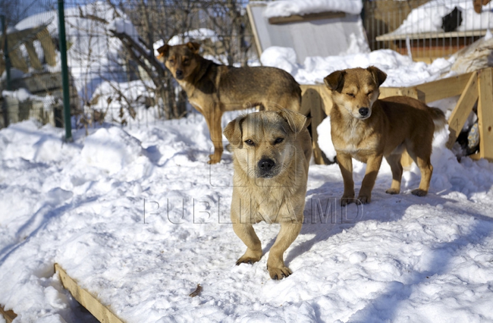 Nevinovaţi, dar bătuţi de soartă. Tot mai mulţi câini mor din cauza frigului şi a bolilor GALERIE FOTO