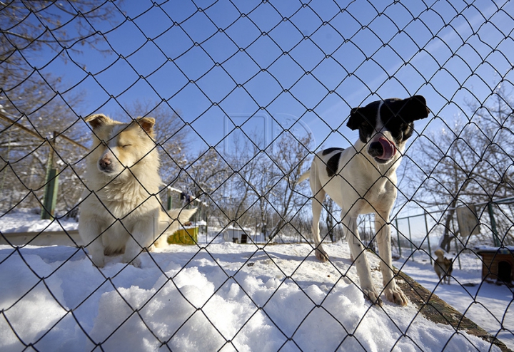 Nevinovaţi, dar bătuţi de soartă. Tot mai mulţi câini mor din cauza frigului şi a bolilor GALERIE FOTO