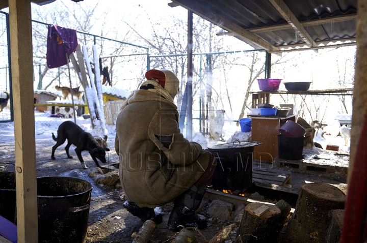 Nevinovaţi, dar bătuţi de soartă. Tot mai mulţi câini mor din cauza frigului şi a bolilor GALERIE FOTO