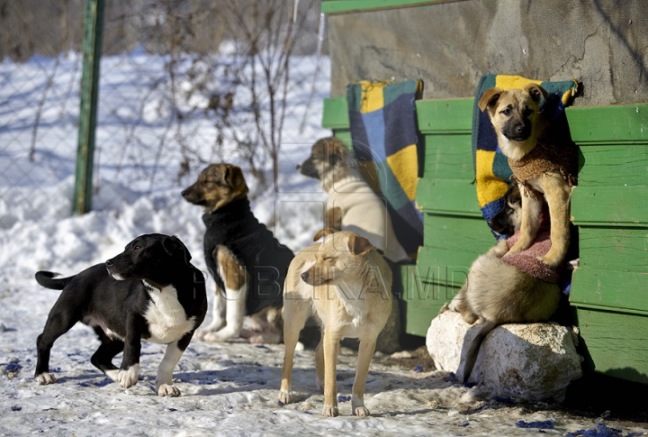 Nevinovaţi, dar bătuţi de soartă. Tot mai mulţi câini mor din cauza frigului şi a bolilor GALERIE FOTO