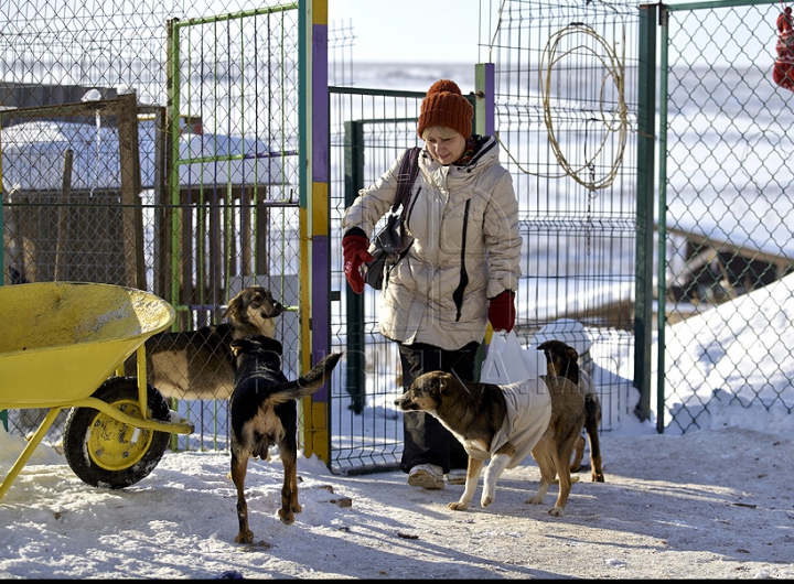 Nevinovaţi, dar bătuţi de soartă. Tot mai mulţi câini mor din cauza frigului şi a bolilor GALERIE FOTO