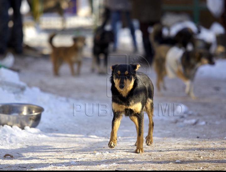 Nevinovaţi, dar bătuţi de soartă. Tot mai mulţi câini mor din cauza frigului şi a bolilor GALERIE FOTO