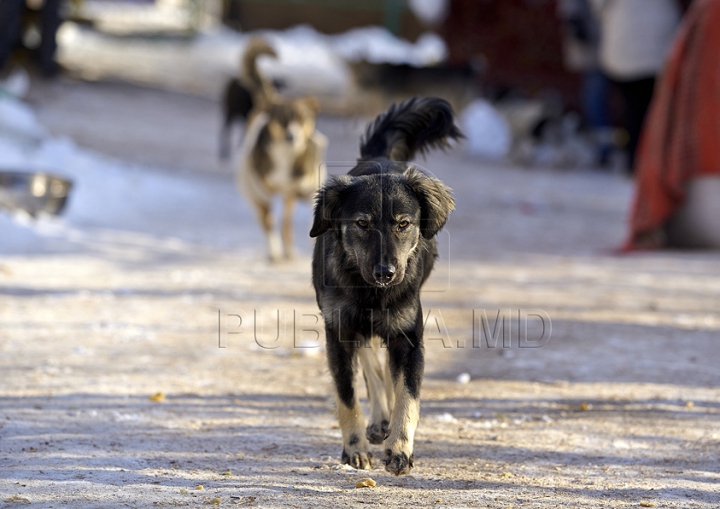 Nevinovaţi, dar bătuţi de soartă. Tot mai mulţi câini mor din cauza frigului şi a bolilor GALERIE FOTO