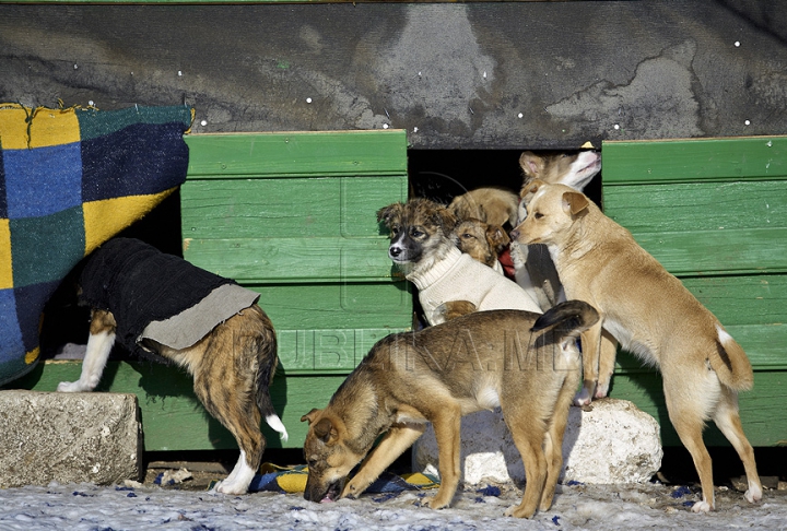 Nevinovaţi, dar bătuţi de soartă. Tot mai mulţi câini mor din cauza frigului şi a bolilor GALERIE FOTO