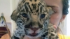 Naşterea inedită a unui pui de jaguar. Vezi gesturile exagerate făcute de un medic veterinar pentru a-l aduce la viaţă (FOTO/VIDEO)