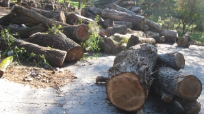 Ecologiştii se ceartă cu "Spaţiile Verzi" pentru că au tăiat sute de copaci în Parcul Râşcani