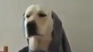 NO COMMENT! Un câine foloseşte furculiţa, şerveţelul şi bea apă din pahar în timpul mesei (VIDEO)