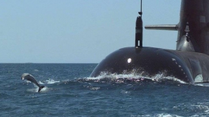 Ultima lovitură! Ruşii au confiscat şi delfinii de luptă ai Ucrainei 