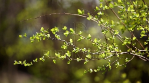 Primăvara îşi intră în drepturi. Meteorologii anunţă vreme frumoasă şi temperaturi generoase