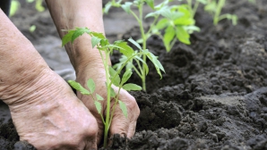 AIPA a împărţit subvenţii agricultorilor. Valoarea sprijinului se ridică la 1,8 miliarde de lei