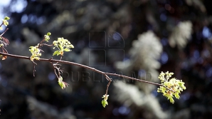 Primăvara vine în forţă cu vreme însorită şi temperaturi generoase
