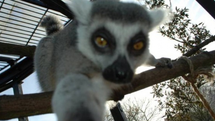 Un lemur de la o grădină zoologică a devenit FOTOGRAF! Vezi ce poze haioase şi-a făcut micuţul mamifer