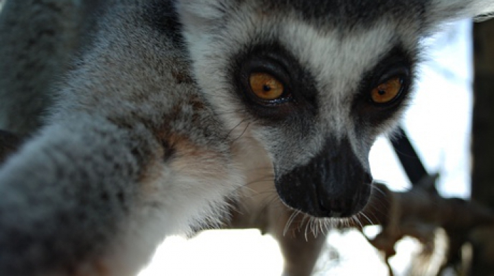 Un lemur de la o grădină zoologică a devenit FOTOGRAF! Vezi ce poze haioase şi-a făcut micuţul mamifer