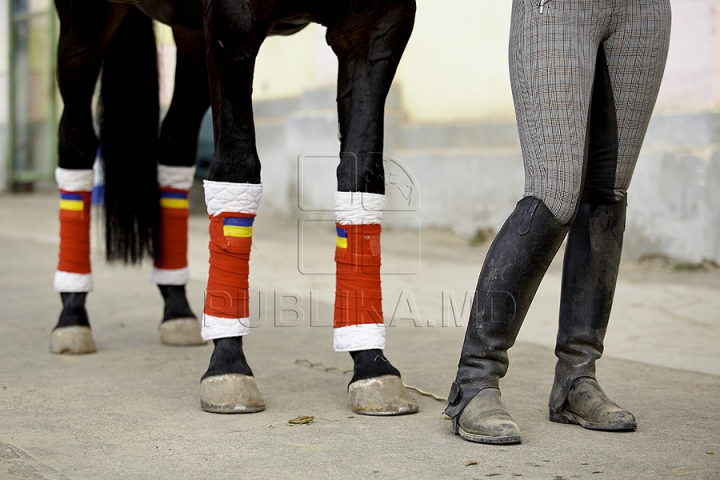 Probleme noi pentru şcoala de hipism. Plutonul de cavalerie al MAI nu plăteşte chiria şi întreţinerea grajdurilor (FOTO)