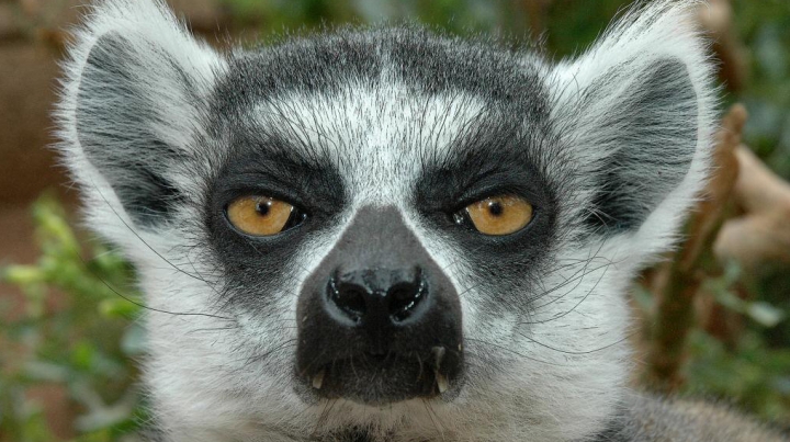 Un lemur de la o grădină zoologică a devenit FOTOGRAF! Vezi ce poze haioase şi-a făcut micuţul mamifer