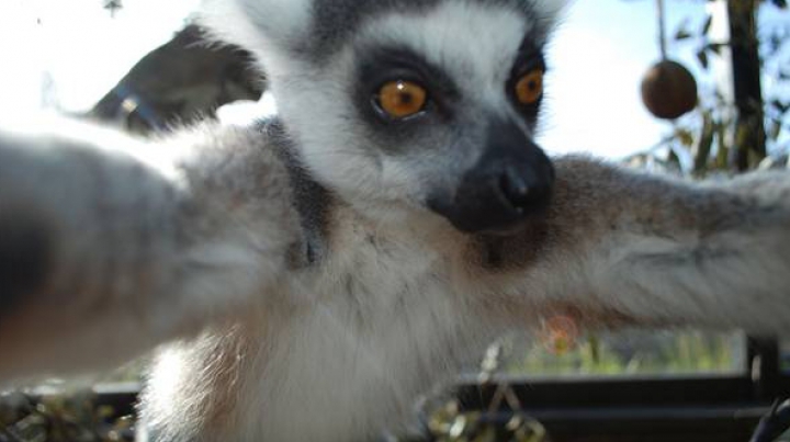 Un lemur de la o grădină zoologică a devenit FOTOGRAF! Vezi ce poze haioase şi-a făcut micuţul mamifer