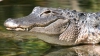 Ce se întâmplă când un aligator atacă un ţipar electric. Urmarea este spectaculoasă (VIDEO)