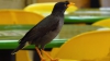 Îţi prezentăm pasărea care ştie să vorbească cu stăpânul său la telefon (VIDEO)