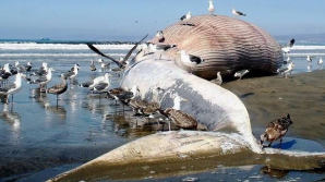 Panică într-un oraş canadian! De câteva zile localnicii trăiesc lângă o "BOMBĂ CU CEAS"