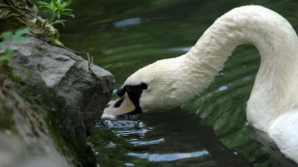 Lebăda bătăuşă! Studenţii străini din Marea Britanie acuză o pasăre de agresivitate şi rasism 