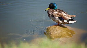 Primăvara e la ea acasă. Vremea frumoasă şi cerul variabil predomină atmosfera 