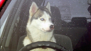 NU E GLUMĂ! Un câine lăsat singur în maşină a provocat un accident rutier