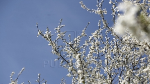 Săptămâna începe cu o pronunţată diversitate meteorologică. Precipitaţiile vor fi nesemnificative