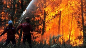 Pădure transformată în scrum în sudul Chinei. Circa 4 500 de pompieri luptă cu flăcările