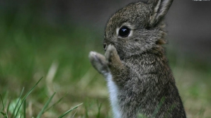 NO COMMENT: Cum face baie în lavoar un iepure gigant (VIDEO)