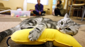 La cafea cu pisica. Cum încearcă o cafenea din New York să atragă clienţii