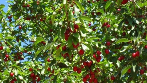 Mai puţine cireşe în acest an. Timpul nefavorabil de afară a dat bătăi de cap agricultorilor