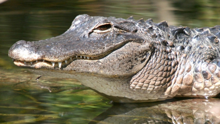 Ce se întâmplă când un aligator atacă un ţipar electric. Urmarea este spectaculoasă (VIDEO)