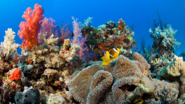 Lumea subacvatică slow-motion. TE VOR UIMI mişcările făcute de corali şi bureţi (VIDEO)  