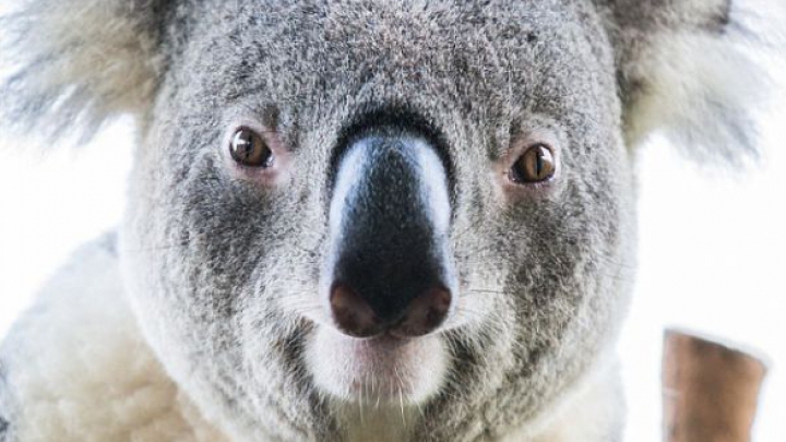 Selfie în lumea animalelor. Trei ursuleți koala de la Zoo şi-au făcut autoportrete (GALERIE FOTO)