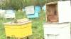 Tragedie pentru un apicultor din Teleneşti. Prisăcarul ACUZĂ un fermier că i-a ucis albinele