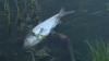 Malurile lacului din satul Dănceni, pline cu peşte mort. Unele exemplare sunt deja în stare de putrefacţie