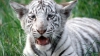 NO COMMENT! Cinci tigri albi, vedete ale unei grădini zoologice (VIDEO)