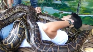 O grădină zoologică din Filipine şi-a transformat pitonii uriaşi în masori (VIDEO)